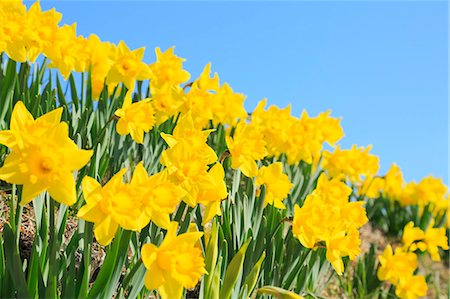 daffodil flower - Narcissus Photographie de stock - Premium Libres de Droits, Code: 622-07519718