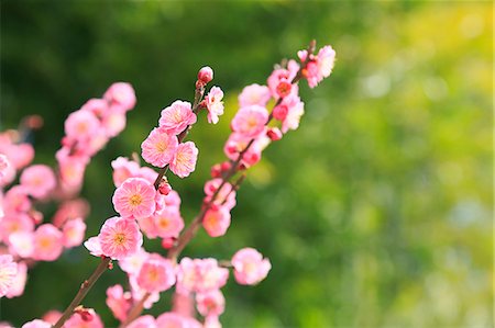 Plum blossoms Foto de stock - Sin royalties Premium, Código: 622-07519724