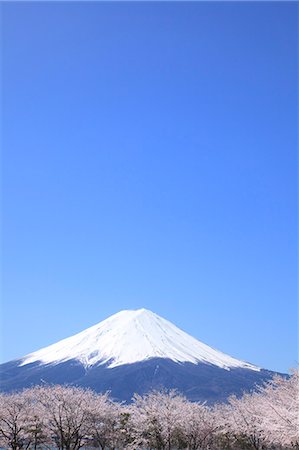 flower on tree light pink - Mount Fuji Stock Photo - Premium Royalty-Free, Code: 622-07519738