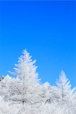 december - Rimed trees Stock Photo - Premium Royalty-Free, Code: 622-07519836