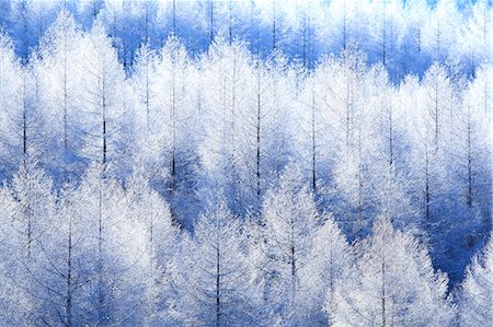 december - Rimed trees Stock Photo - Premium Royalty-Free, Code: 622-07519830