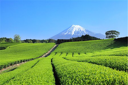 pictures of agriculture in asia - Mount Fuji Stock Photo - Premium Royalty-Free, Code: 622-07519930