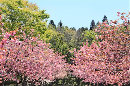 simsearch:622-07519745,k - Cherry blossoms Foto de stock - Sin royalties Premium, Código: 622-07519952