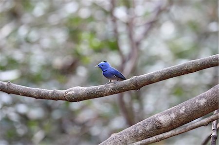 stay - Black-Naped Monarch Stock Photo - Premium Royalty-Free, Code: 622-07760622