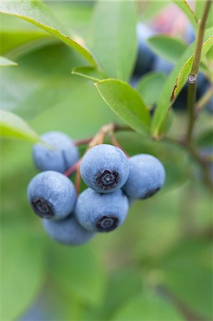 Blueberries Stock Photo - Premium Royalty-Free, Code: 622-07760652