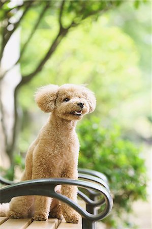 Toy poodle in a park Stock Photo - Premium Royalty-Free, Code: 622-07810819