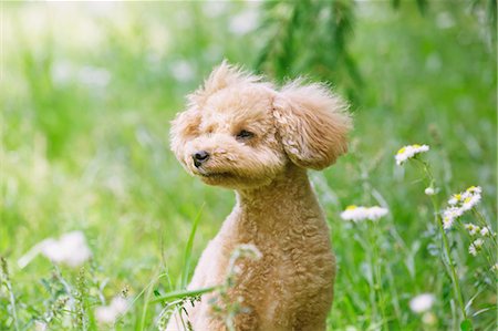 flower with reflection - Toy poodle in a park Stock Photo - Premium Royalty-Free, Code: 622-07810822