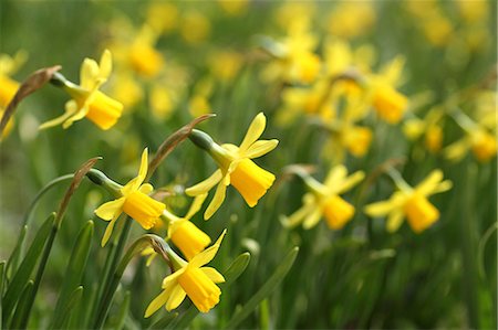 daffodil flower - Narcissus Photographie de stock - Premium Libres de Droits, Code: 622-07810998