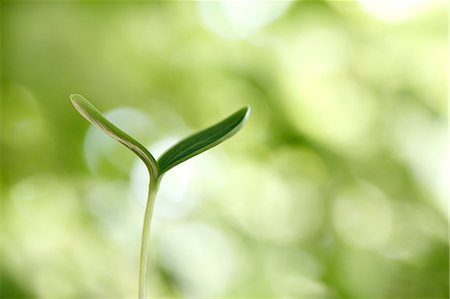 sprout - Sprouting leaf Photographie de stock - Premium Libres de Droits, Code: 622-07811081