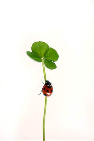 Ladybug on clover Foto de stock - Sin royalties Premium, Código: 622-07811138