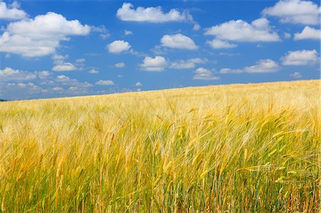 sky fields - Hokkaido, Japan Stock Photo - Premium Royalty-Free, Code: 622-07811161