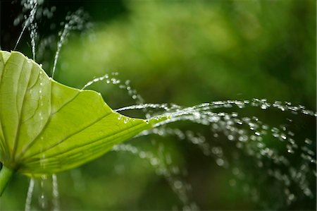 Lotus leaf Stock Photo - Premium Royalty-Free, Code: 622-07840986