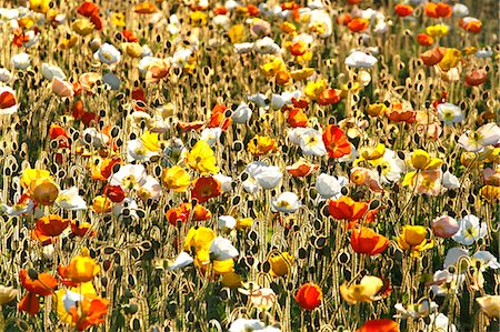 flower background - Poppy field Stock Photo - Premium Royalty-Free, Code: 622-07841091