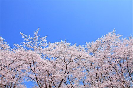 simsearch:622-07117964,k - Cherry blossoms Stock Photo - Premium Royalty-Free, Code: 622-07841291