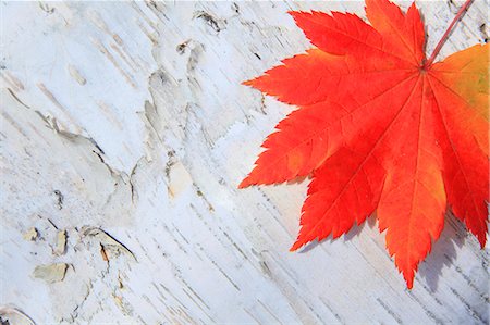 representing - Autumn leaf Stock Photo - Premium Royalty-Free, Code: 622-07841326