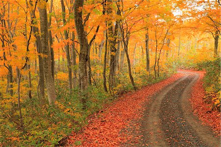 defoliation - Autumn colors, Aomori Prefecture, Japan Stock Photo - Premium Royalty-Free, Code: 622-07841347