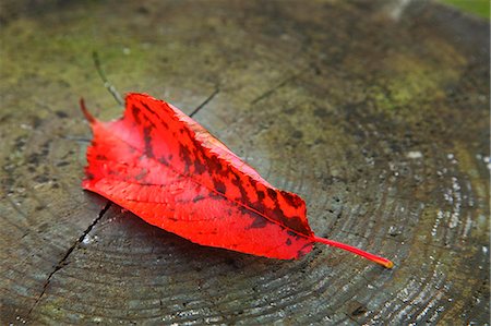 represented - Autumn leaf Stock Photo - Premium Royalty-Free, Code: 622-07841356