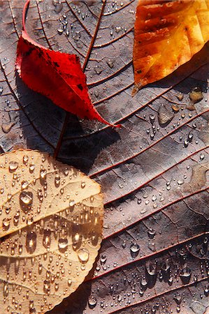 representation - Autumn leaves Stock Photo - Premium Royalty-Free, Code: 622-07841359