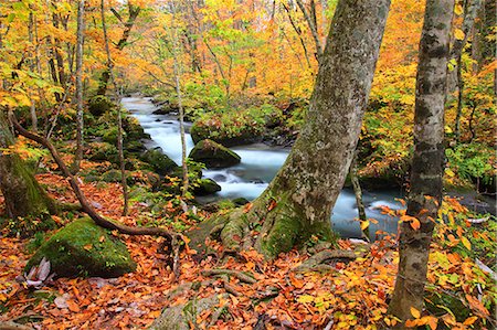 Autumn colors, Aomori Prefecture, Japan Stock Photo - Premium Royalty-Free, Code: 622-07841360