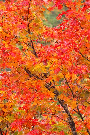 simsearch:622-07841348,k - Autumn leaves Stock Photo - Premium Royalty-Free, Code: 622-07841370