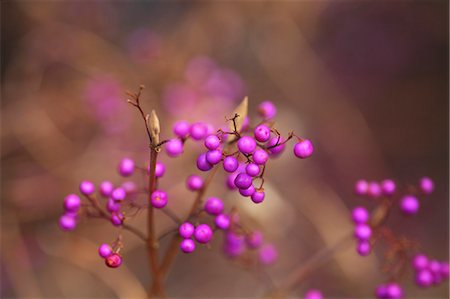 simsearch:622-07841348,k - Japanese Beautyberry Stock Photo - Premium Royalty-Free, Code: 622-07841389