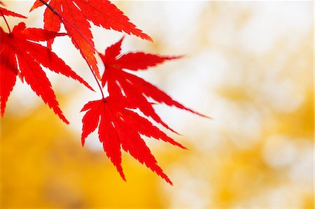 representing - Autumn leaves Stock Photo - Premium Royalty-Free, Code: 622-07841404