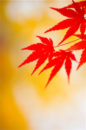 fall maple tree - Autumn leaves Foto de stock - Sin royalties Premium, Código: 622-07841406