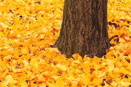Autumn leaves Stock Photo - Premium Royalty-Free, Code: 622-07841407