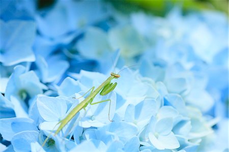 flower mantis - Hydrangea Stock Photo - Premium Royalty-Free, Code: 622-07841413