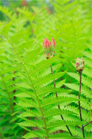 fern - Nagano Prefecture, Japan Stock Photo - Premium Royalty-Free, Code: 622-07841465