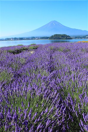 fuji-hakone-izu national park - Fuji Five Lakes, Yamanashi Prefecture, Japan Stock Photo - Premium Royalty-Free, Code: 622-07841487