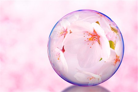 pink round flower - Glass globe and cherry blossoms Stock Photo - Premium Royalty-Free, Code: 622-07841568