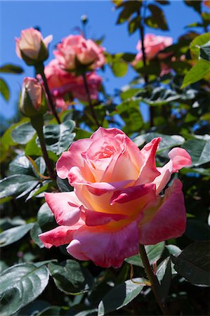 Rose flowers Stock Photo - Premium Royalty-Free, Code: 622-07841593