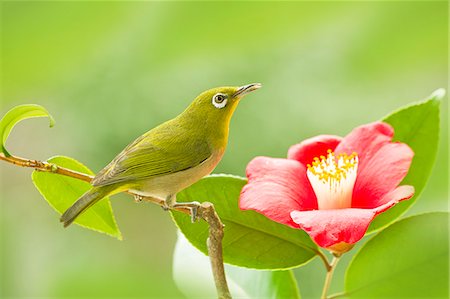spring flower bird - Japanese White Eye Stock Photo - Premium Royalty-Free, Code: 622-07911431