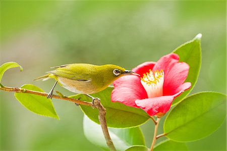 spring flower bird - Japanese White Eye Stock Photo - Premium Royalty-Free, Code: 622-07911432