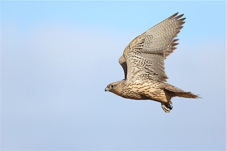 falcon - Falcon Stock Photo - Premium Royalty-Free, Code: 622-07911471