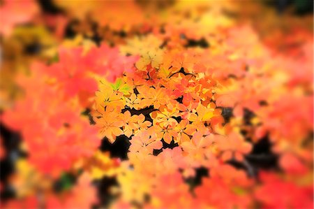 simsearch:622-06487695,k - Autumn leaves, Nagano Prefecture, Japan Stock Photo - Premium Royalty-Free, Code: 622-07911570
