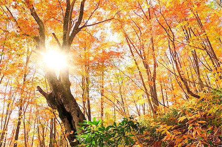 Autumn leaves, Nagano Prefecture, Japan Stock Photo - Premium Royalty-Free, Code: 622-07911586