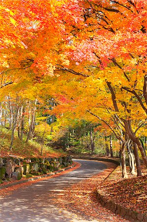 simsearch:622-06487695,k - Autumn leaves, Nagano Prefecture, Japan Stock Photo - Premium Royalty-Free, Code: 622-07911590