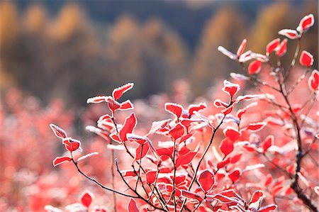 simsearch:622-06487695,k - Autumn leaves, Nagano Prefecture, Japan Stock Photo - Premium Royalty-Free, Code: 622-07911592