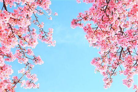simsearch:622-07519745,k - Cherry blossoms Foto de stock - Sin royalties Premium, Código: 622-07911621