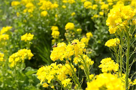 Field mustard Stock Photo - Premium Royalty-Free, Code: 622-08065034