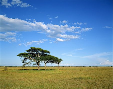 serengeti national park - Africa Stock Photo - Premium Royalty-Free, Code: 622-08065278