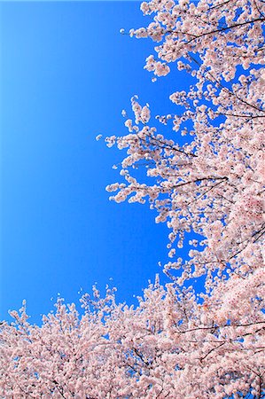 simsearch:622-07519745,k - Cherry blossoms Foto de stock - Sin royalties Premium, Código: 622-08065364
