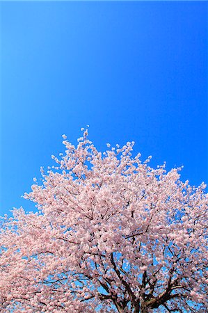 simsearch:622-07519745,k - Cherry blossoms Foto de stock - Sin royalties Premium, Código: 622-08065368