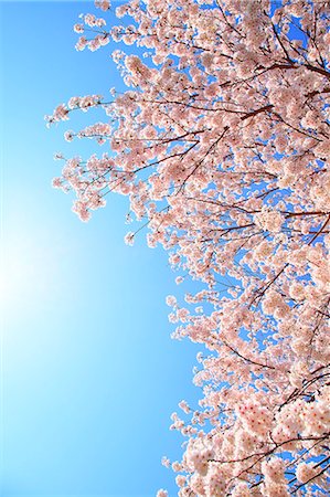 simsearch:622-07519745,k - Cherry blossoms Foto de stock - Sin royalties Premium, Código: 622-08065369