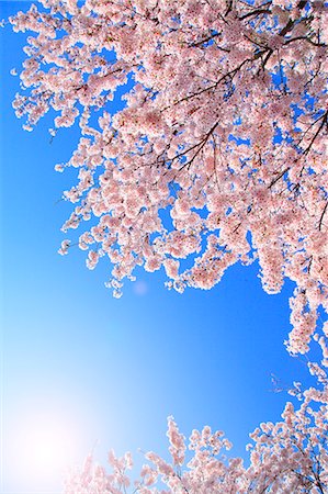 simsearch:622-07519745,k - Cherry blossoms Foto de stock - Sin royalties Premium, Código: 622-08065363