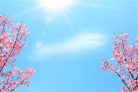 pink cherry blossom - Cherry blossoms Stock Photo - Premium Royalty-Free, Code: 622-08065386