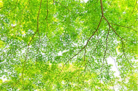 shizuoka - Greenery Stock Photo - Premium Royalty-Free, Code: 622-08065407