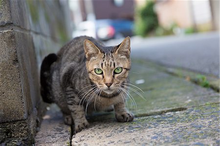 Stray Cat Stock Photo - Premium Royalty-Free, Code: 622-08065539